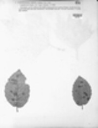 Gnomonia fimbriata image